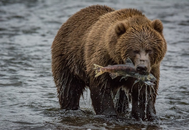 Grizzlybeer met zalm in zijn bek op Kodiak Island, Alaska, Amerika