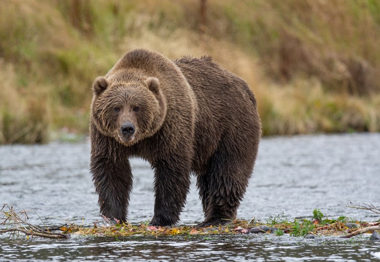 Beer aan de waterkant op Kodiak Island, Alaska, Amerika