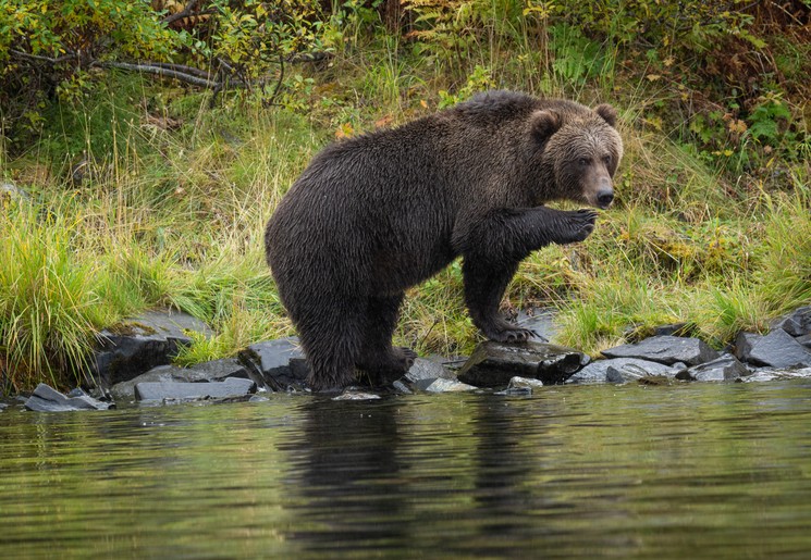 Je ziet beren op Kodiak Island, Alaska, Amerika