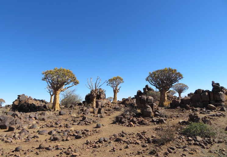 Een kokerboomwoud in Fis River Canyon in Namibie