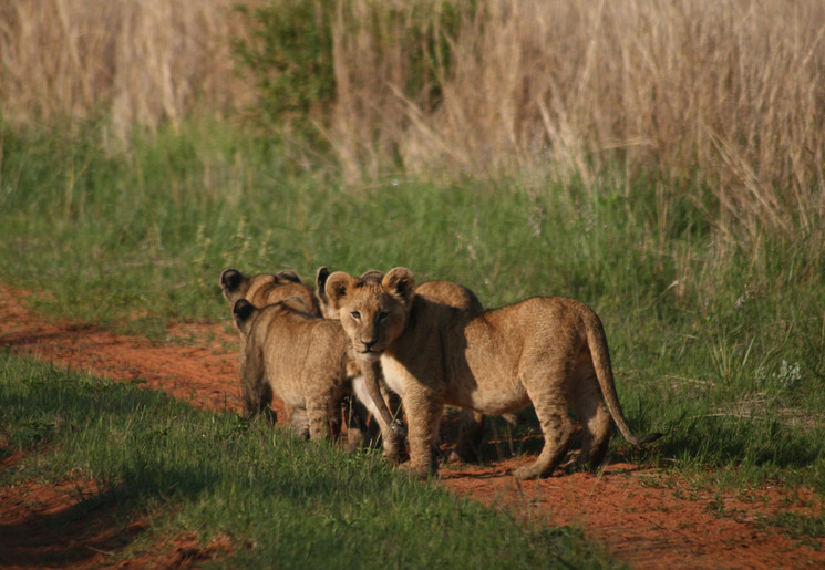 Leeuwen in Kololo Game Reserve