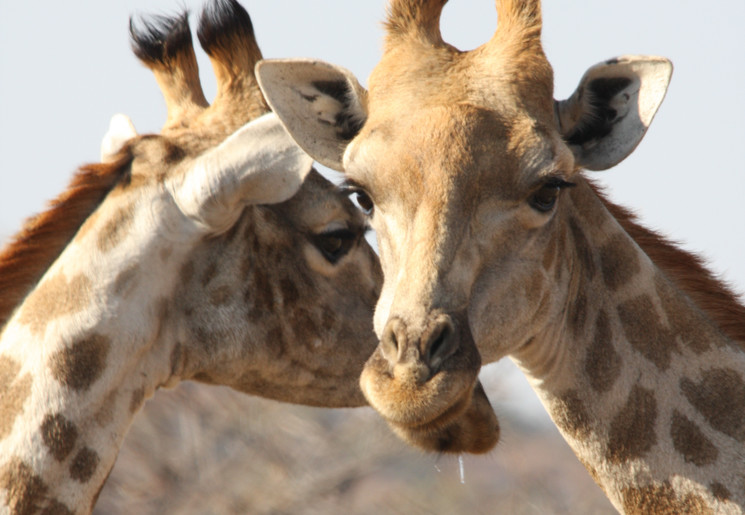 Giraffen in Kololo Game Reserve