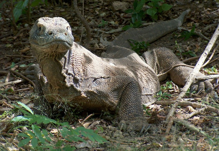 Komodovaraan op Rinca Island