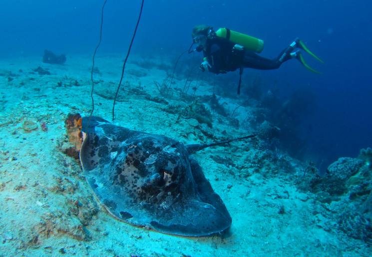 Komodo-duiken_1_409791