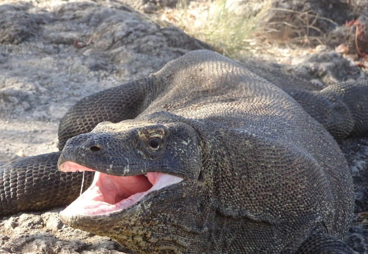 Komodo-varaan met bek open(17)