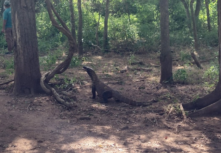 Komodovaranen spotten op Komodo Island