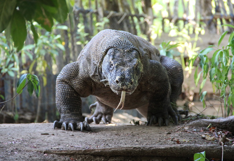 De varanen leven op Komodo.