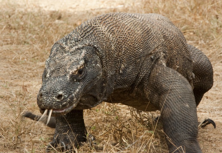 Pink-Beach-Komodo-Indonesië(17)