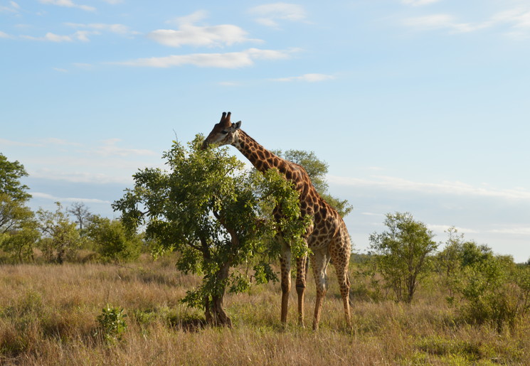 Krugerpark-Giraffe-2(5)
