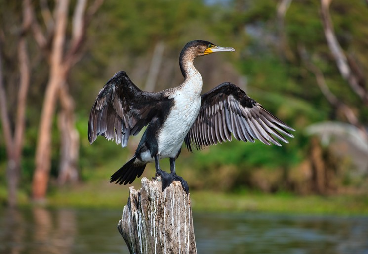 Aalscholveer aan Lake Naivasha, Kenia