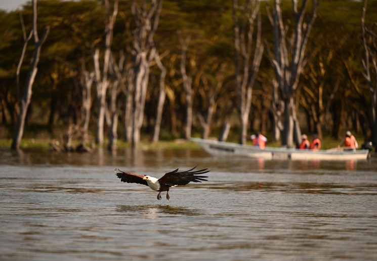 Visarend Lake Naivasha, Kenia
