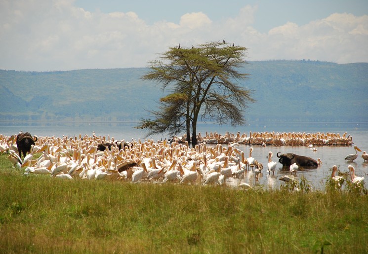 Pelicanen en buffels Lake Nakuru, Kenia