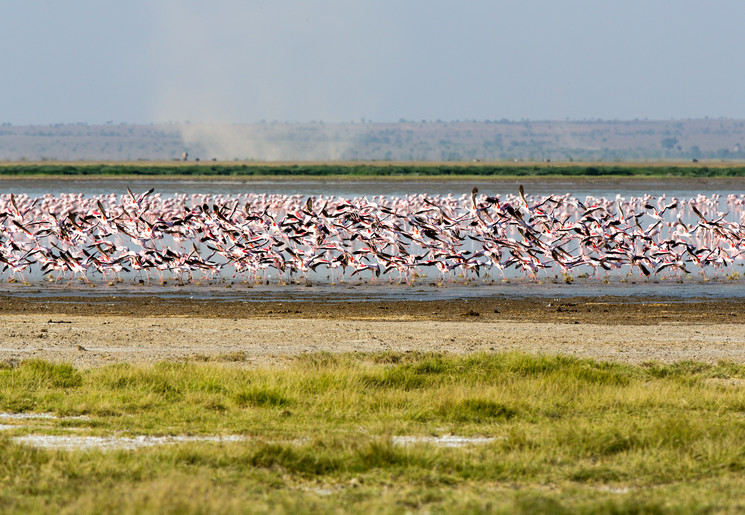 Alle flamingo's bij Lake Manyara, Tanzania
