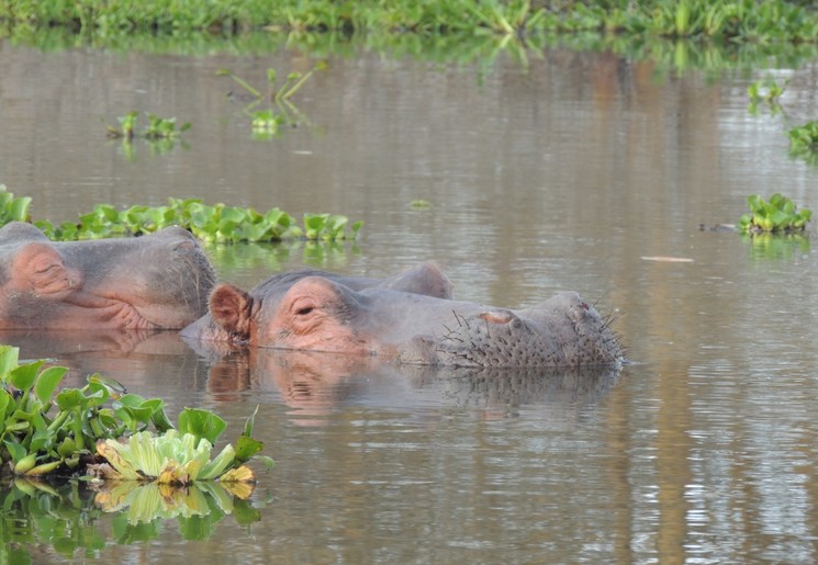 Nijlpaarden dobberen rond in Lake Nakuru in Kenia Nijlpaarden dobberen rond in Lake Nakuru in Kenia