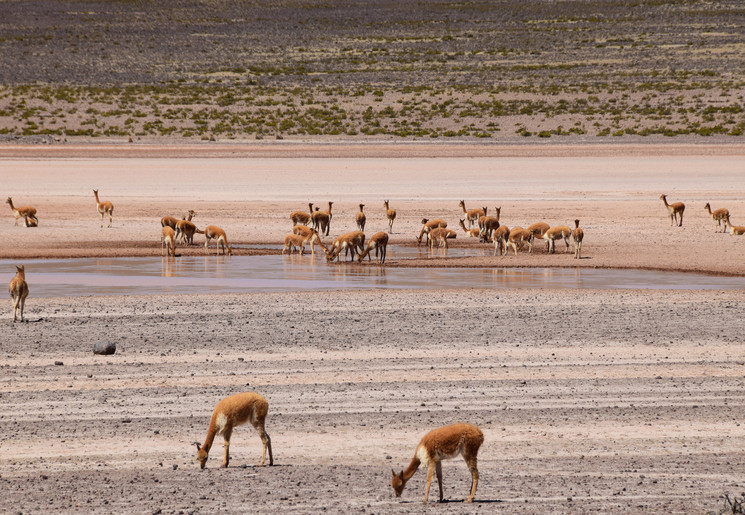 Lama's in peru