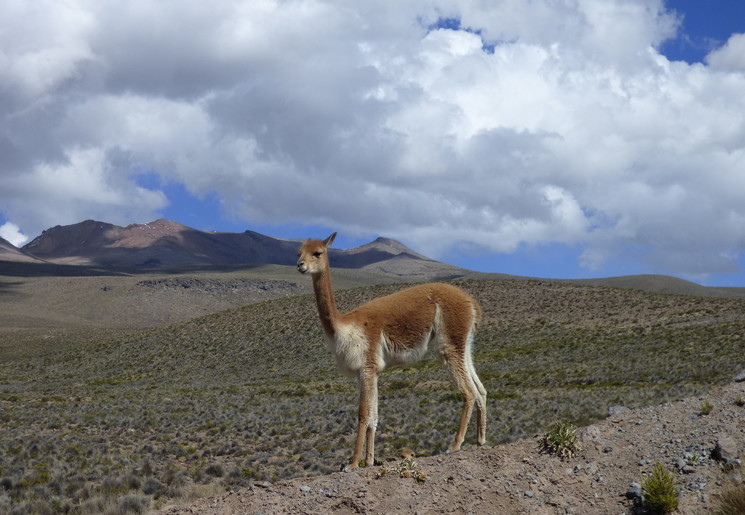Lamas-spotten-in-de-bergen(12)