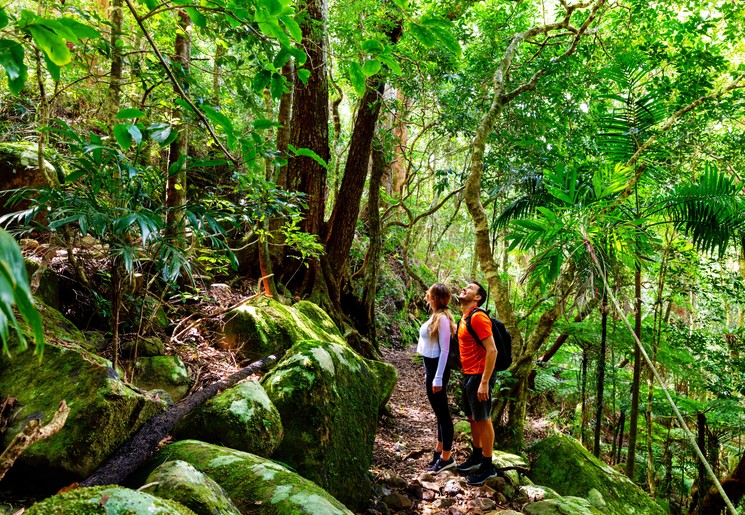 Hiken in het regenwoud Lamington National Park, Australië