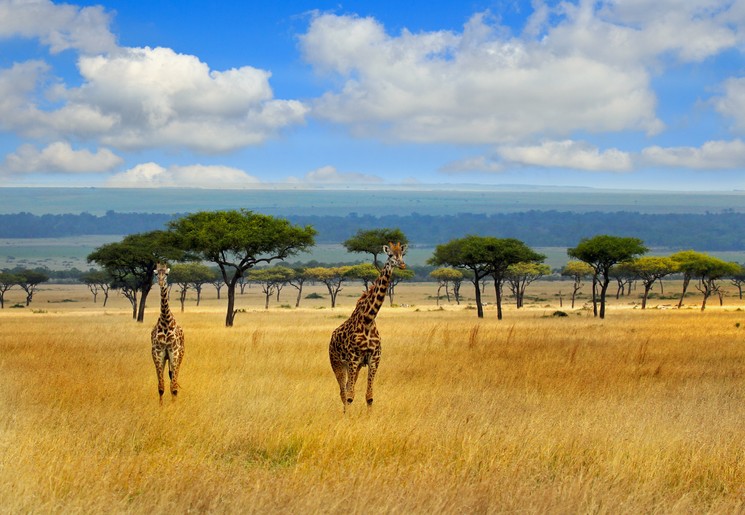 Landschap Masai Mara in Kenia Landschap Masai Mara in Kenia