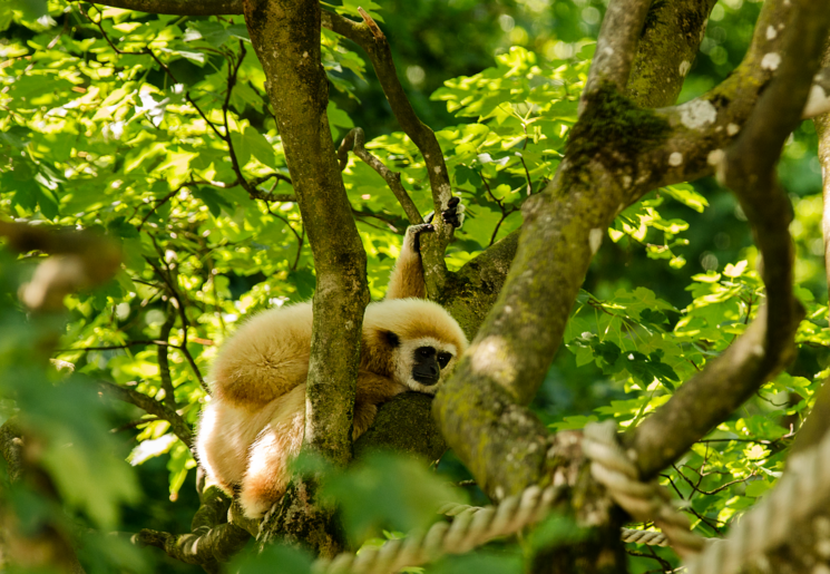 Op zoek naar gibbons in Laos