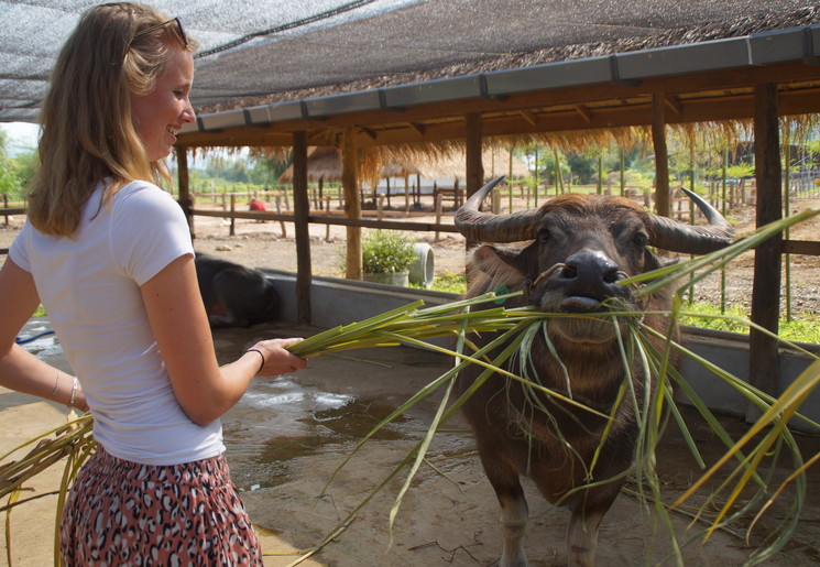 Laos-Luang-prabang-buffalo-farm_2_404167