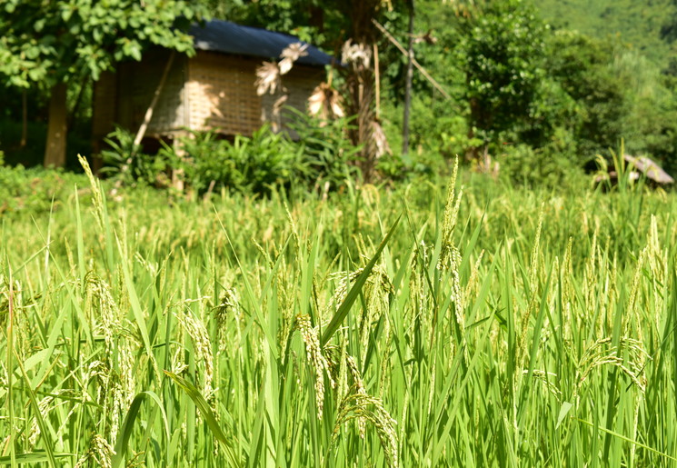 Wandelen door de rijstvelden richting de 100 Waterfalls, Nong Khiow - Laos