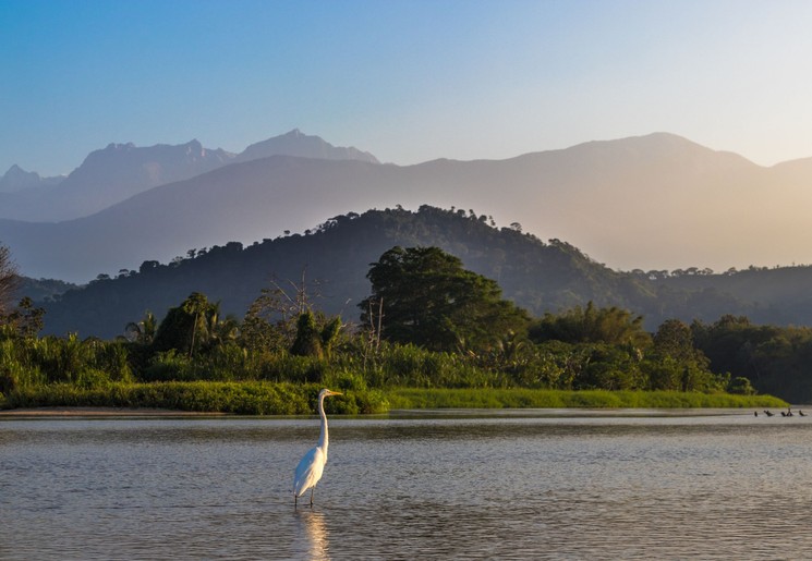 Vogel in Palomino, Colombia