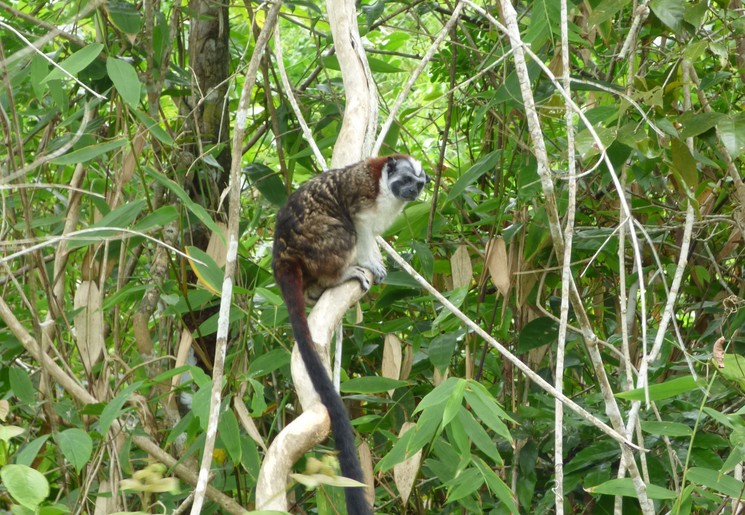 Spot ook apen tussen het groen in Panama