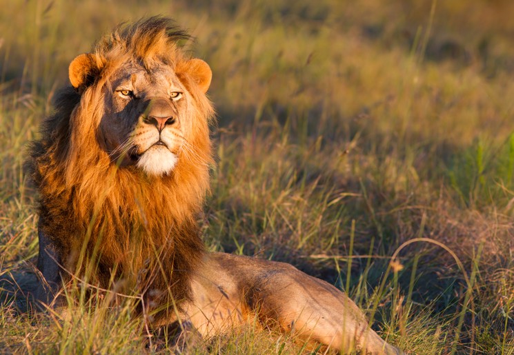 Koning van Afrika, de leeuw in Zuid-Afrika