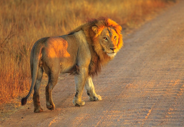 Leeuw in het Krugerpark tijdens het gouden uur, Zuid-Afrika Leeuw in het Krugerpark tijdens het gouden uur, Zuid-Afrika