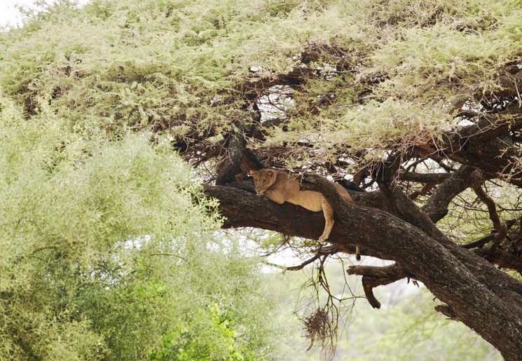 Leeuw in boom Lake Manyara, Tanzania Leeuw in boom Lake Manyara, Tanzania