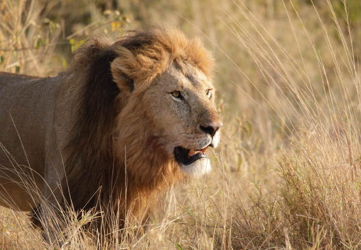 Leeuwen spotten tijdens een safari