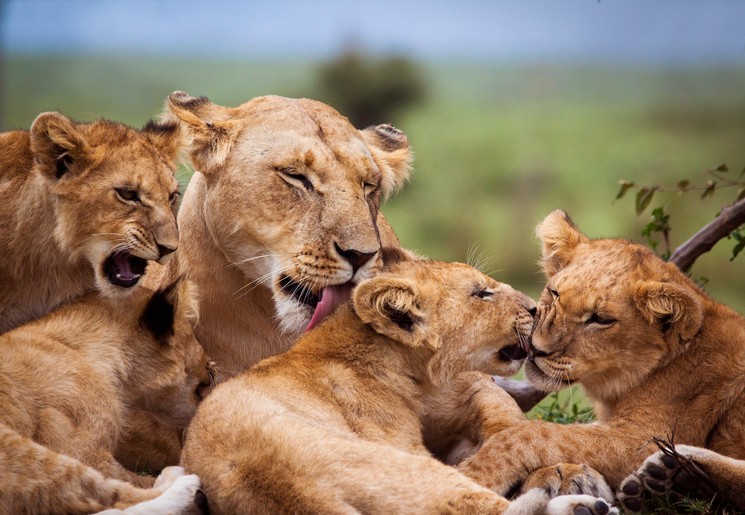 Leeuwen spotten tijdens een safari in Masai Mara National Reserve