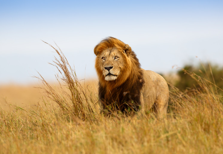 Leeuwen spotten in Afrika