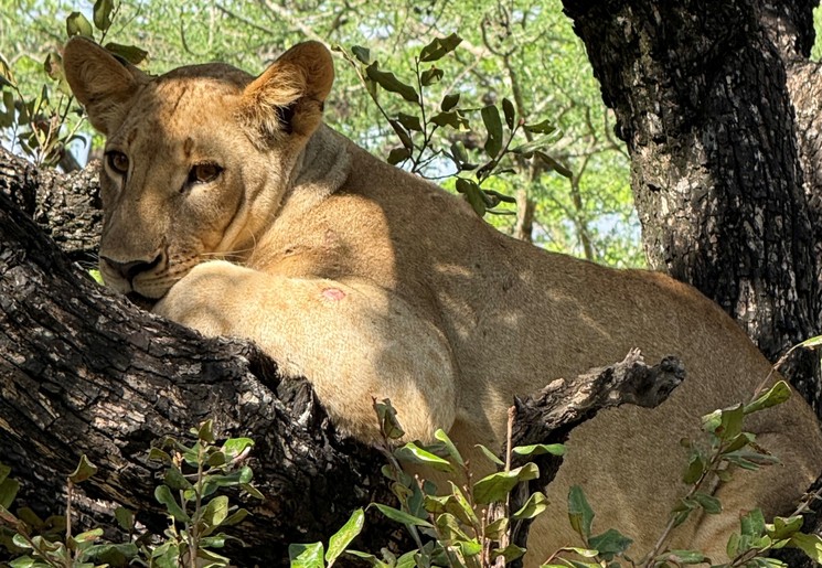 Leeuw in Nyere National Park in Tanzania