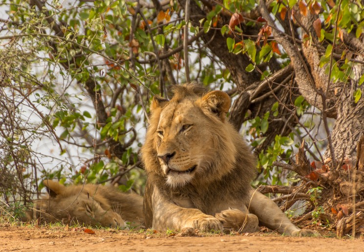 Tips voor een bezoek aan het Krugerpark