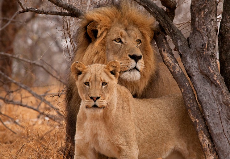 Leeuw en leeuwin in Botswana
