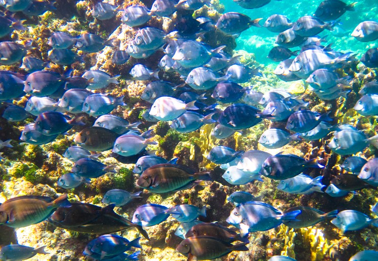 Rijke onderwaterwereld voor de kust van Little Corn Island, Nicaragua