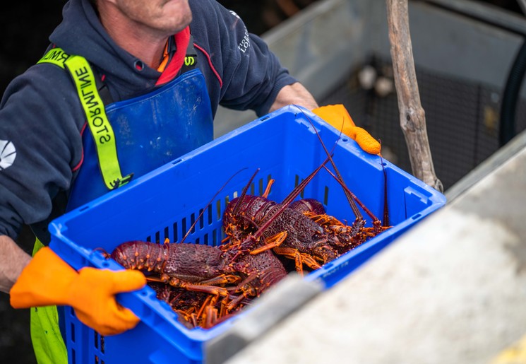 Kreeften vangen voor de kust van Prince Edward Island, Canada