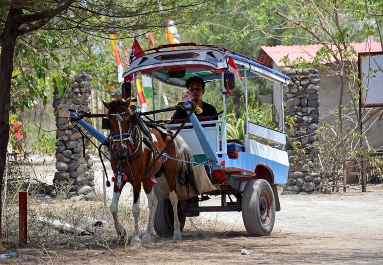 Een cimodo op Gili Air