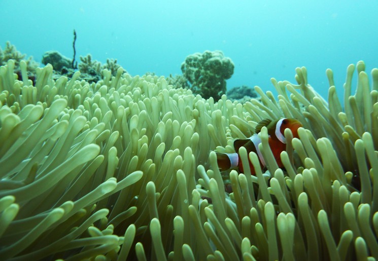 Duiken bij Gili Trawangan