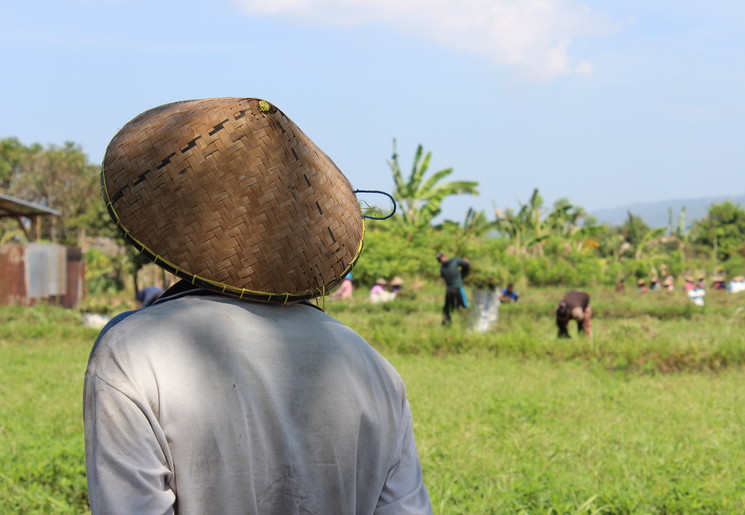 De rijstvelden van Senggigi, Lombok Indonesië