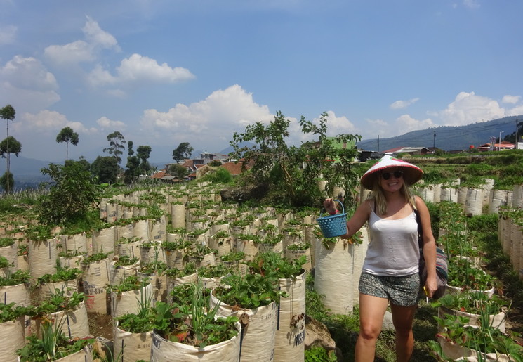 Collega Lovina naar Ubud Bali