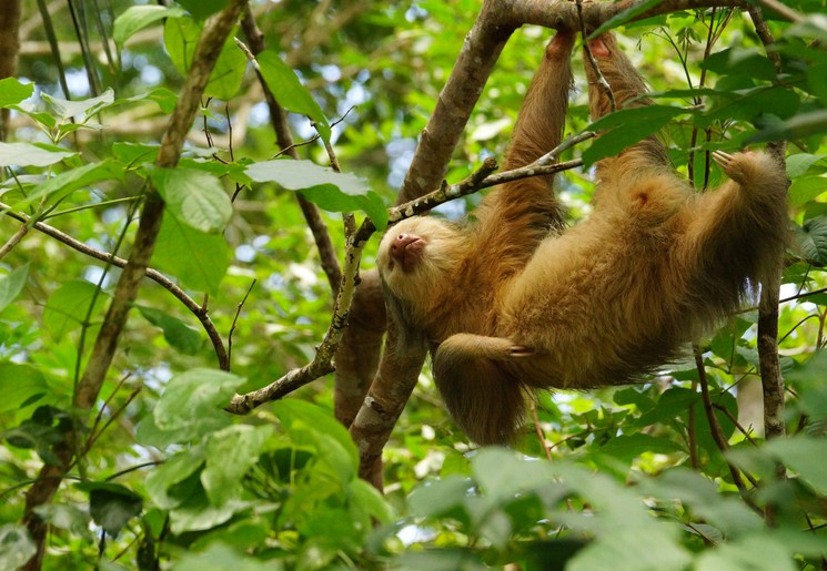 Familiereizen Costa Rica