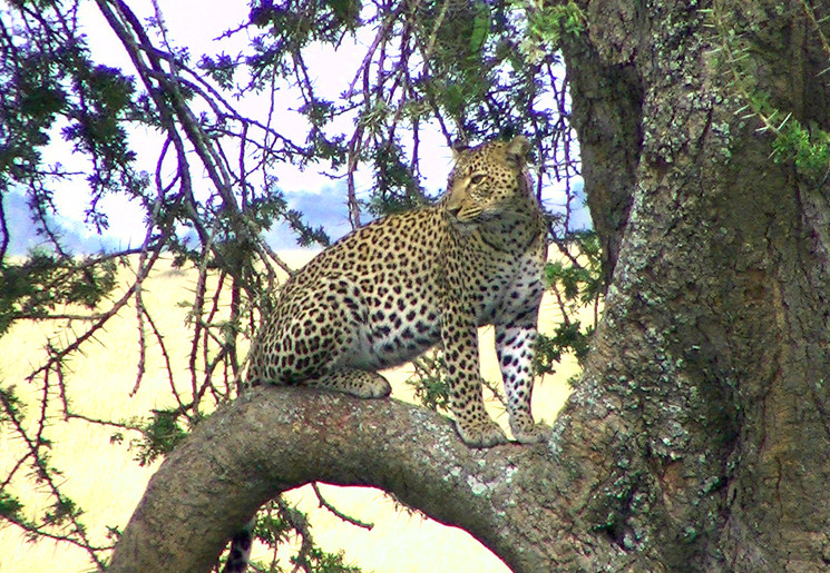 Luipaard in de boom van de Serengeti