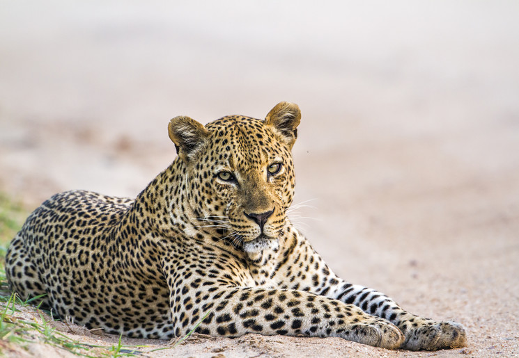 Luipaard in Yala Nationaal Park in Sri Lanka