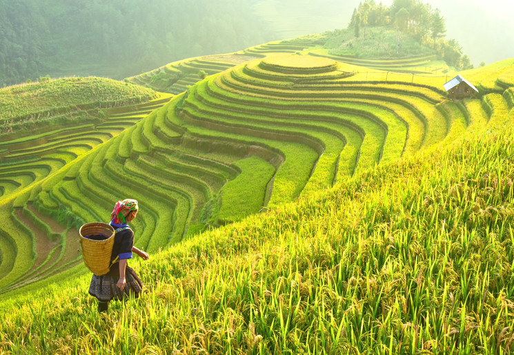 Prachtige rijstterrassen in het noorden van Vietnam