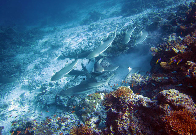 Malediven-Algemeen-Haaien-05