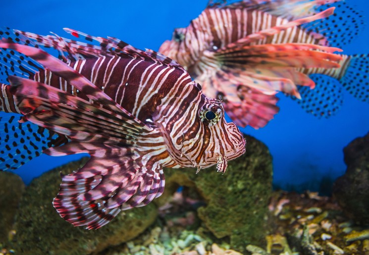 Duiken bij de Malediven