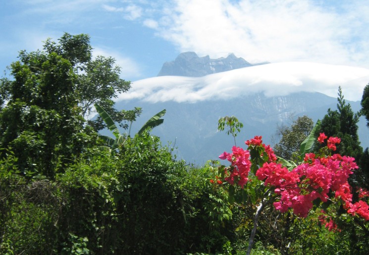 Maleisische etende orang-oetans(8)