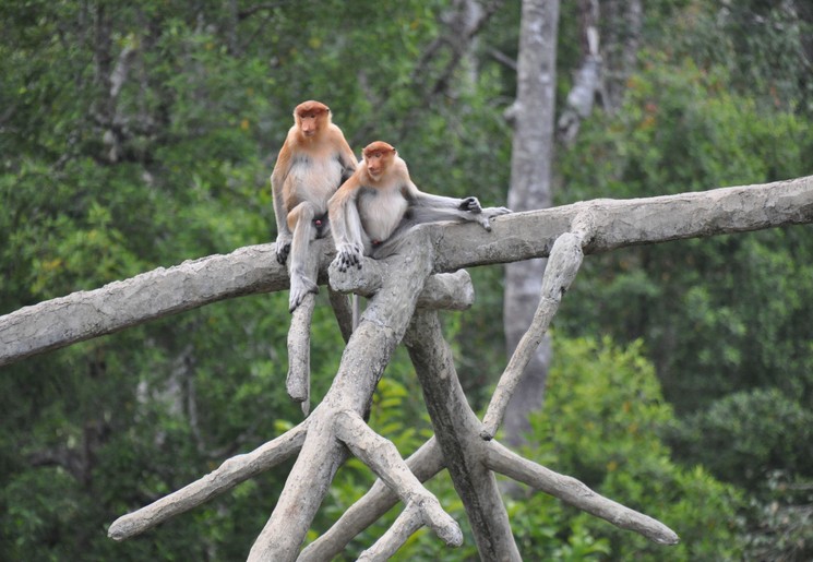 Twee neusapen in Bako National Park, Borneo Twee neusapen in Bako National Park, Borneo